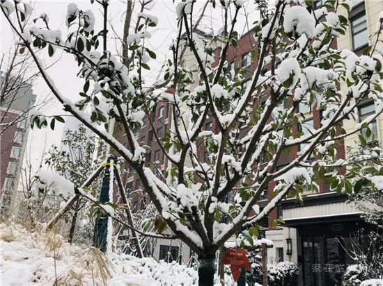 皚皚白雪映紅墻 首府雪景似畫廊