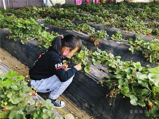 碧桂園·鳳凰壹品|“莓”好四月 業(yè)主草莓采摘季回顧