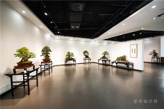 雅至瑯琊 | 景融中國盆景書畫展開幕