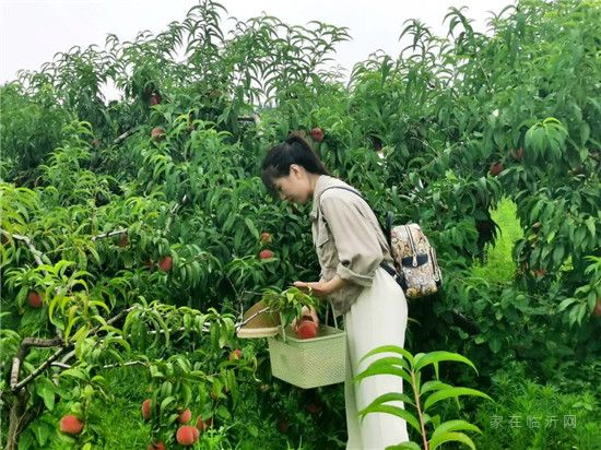 擁抱自然 鮮桃采摘 | 沂河璟城業(yè)主采摘答謝會